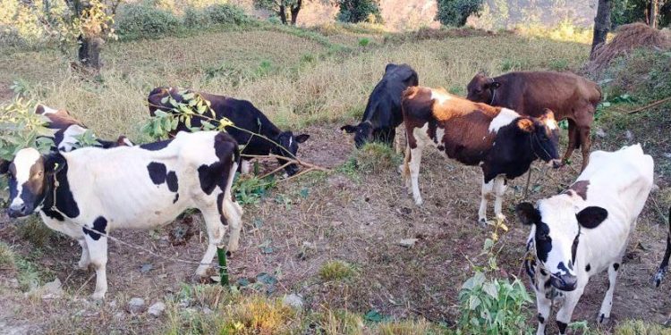 कोरियाबाट ल्याइएका शुद्ध नस्लका गाई किसानलाई वित