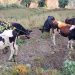 कोरियाबाट ल्याइएका शुद्ध नस्लका गाई किसानलाई वित