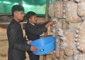 उच्च शिक्षासँगै विद्यालयमै च्याउखेती