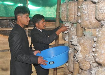 उच्च शिक्षासँगै विद्यालयमै च्याउखेती