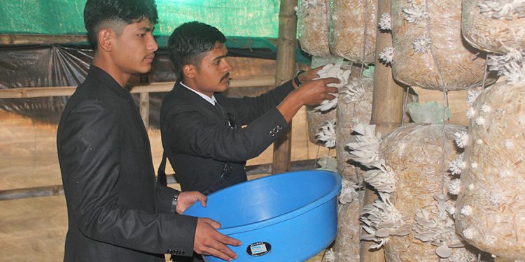 उच्च शिक्षासँगै विद्यालयमै च्याउखेती